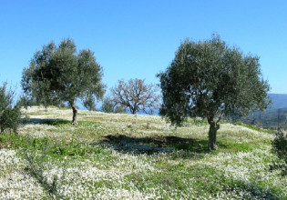 Ελιά – Κυκλοκόνιο και Καρκίνωση – Τι να προσέξετε