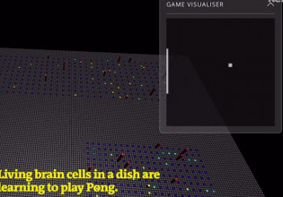 Εγκέφαλος – Μάζα ανθρώπινων εγκεφαλικών κυττάρων διδάχθηκε να παίζει Pong