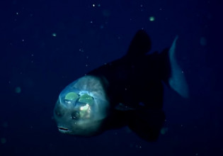 Ψάρι – Σπάνιο είδος με διάφανο κεφάλι εντυπωσιάζει τους επιστήμονες
