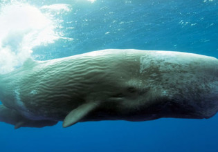 Υδρογονάνθρακες – Οι σεισμικές έρευνες έξω από την Κρήτη απειλούν δελφίνια και φάλαινες, λέει η Greenpeace