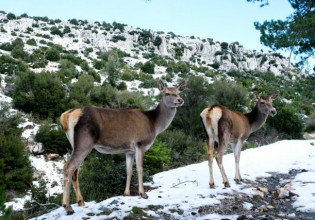 Πάρνηθα – Μαγευτικές εικόνες από το χιονισμένο βουνό – Ελάφια τρέχουν στο λευκό τοπίο