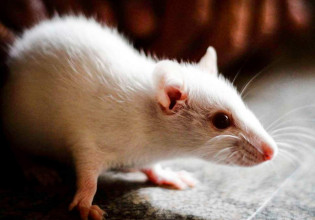 Ρωσία – 41 περιστατικά μόλυνσης απο την Όμικρον – Μολύνει ποντίκια και αρουραίους