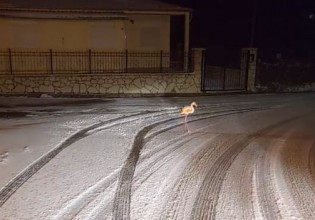 Ευρυτανία – Ένα φλαμίνγκο στα χιόνια