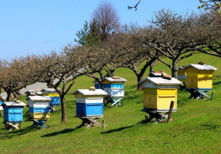Δωρεάν κατάρτιση στη μελισσοκομία στο Μεσολόγγι