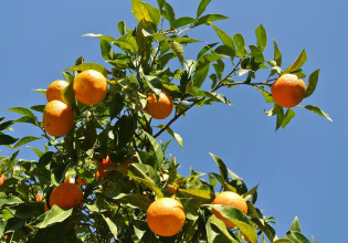 Plan-proposal for the inclusion of citrus producers in the State Financial Subsidy Program