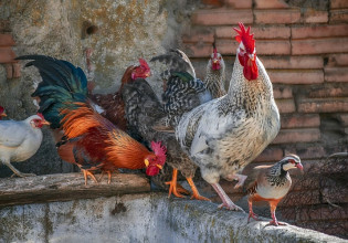 Γρίπη των πτηνών – Τι πρέπει να προσέχουν οι πτηνοτρόφοι και οι κυνηγοί