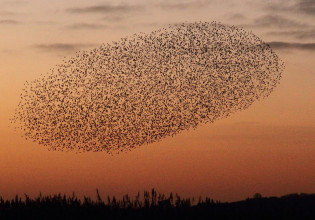«Εκατοντάδες εκατομμύρια πτηνά» χάθηκαν από τον ουρανό της Ευρώπης