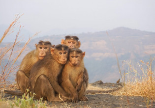 Ινδία – Συνελήφθησαν… μαϊμούδες για τις δολοφονίες εκατοντάδων σκύλων – Πρόκειται για έγκλημα εκδίκησης;