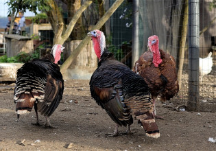 Γρίπη των πτηνών – Κρούσματα σε αγρόκτημα – Θανατώθηκαν 5.000 γαλοπούλες