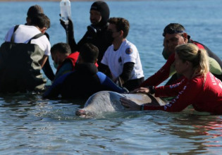Ηρωίδα η νεαρή φάλαινα: Εθεάθη στη Σαλαμίνα, λιγότερο ταλαιπωρημένη – Μπορεί να τα καταφέρει, λένε οι ειδικοί