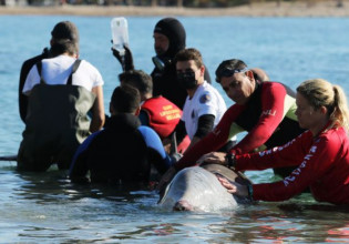 Σαλαμίνα: Παρέχεται ιατροφαρμακευτική περίθαλψη στη φάλαινα – Σταθερή αλλά κρίσιμη η κατάστασή της