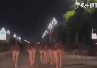 Κίνα – Στρουθοκάμηλοι βγήκαν στον δρόμο και προκάλεσαν κυκλοφοριακό κομφούζιο