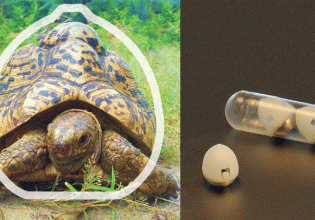Η χελώνα-λεοπάρδαλη δίνει ιδέες για εμβόλια χωρίς ένεση