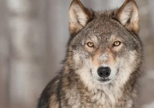 Διόνυσος: Πάνω από 30 χρόνια είχε να εμφανιστεί λύκος στην Αττική – Μεγάλη ανησυχία στους κατοίκους