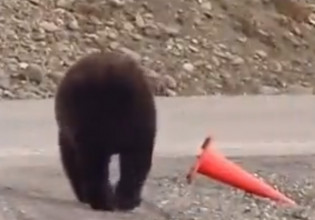 Αρκούδα – Τοποθετεί κώνο στη θέση του και συνεχίζει την πορεία της