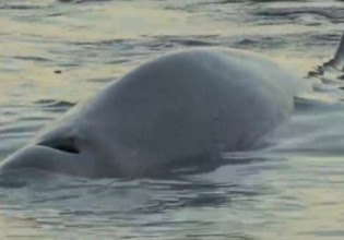 Απίστευτο: Φάλαινα κοντά στην παραλία του Αλίμου – Τι συνέβη