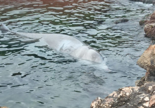 Σαλαμίνα: Απομακρύνθηκε από μόνη της προς την ανοιχτή θάλασσα η μικρή φάλαινα