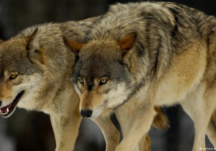 «Καλλιστώ»: Δεν γνωρίζουμε αν ήταν λύκος το ζώο που επιτέθηκε στα σκυλιά στο Διόνυσο