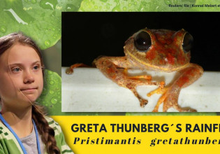 Γκρέτα Τούνμπεργκ – Έδωσαν το όνομά της σε νέο είδος βατράχου που ανακαλύφθηκε στον Παναμά