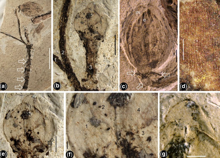Βιολογία - Ανακαλύφθηκε το αρχαιότερο απολιθωμένο μπουμπούκι λουλουδιού