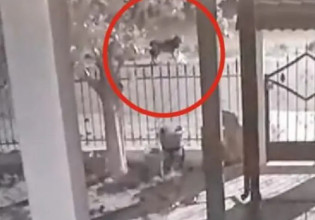 Ημαθία: Λύκοι… πολιορκούν σπίτι στο Νεοχώρι – Δείτε το βίντεο