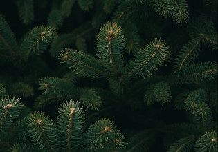 Πώς θα ανακυκλώσετε τα φυσικά χριστουγεννιάτικα δέντρα Το πρόγραμμα των δήμων Αττικής