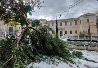 Κακοκαιρία «Ελπίδα»: Ζημιές από πεσμένα δέντρα σε γειτονιές στην Αττική – Αυτοψία του in