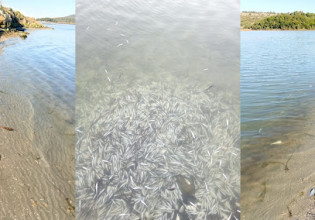 Κακοκαιρία «Ελπίδα»: Νεκρά από το κρύο περίπου 370.000 ψάρια στη λιμνοθάλασσα Δρεπάνου