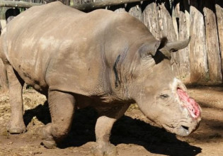 Ρινόκερος υπεβλήθη σε 30 επεμβάσεις μετά από άγρια επίθεση λαθροκυνηγών