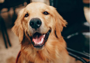 Κοροναϊός – Σκύλοι εκπαιδεύονται για να ανιχνεύουν τον ιό σε συναυλίες