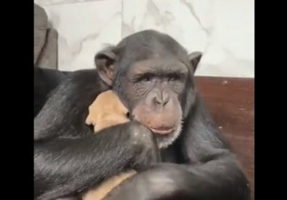 Χιμπατζής: Παίρνει αγκαλιά κουτάβι και γίνεται viral