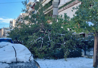 Αποζημιώνει ο Δήμος της Νέας Σμύρνης ιδιοκτήτες οχημάτων για ζημιές από πτώση δέντρων