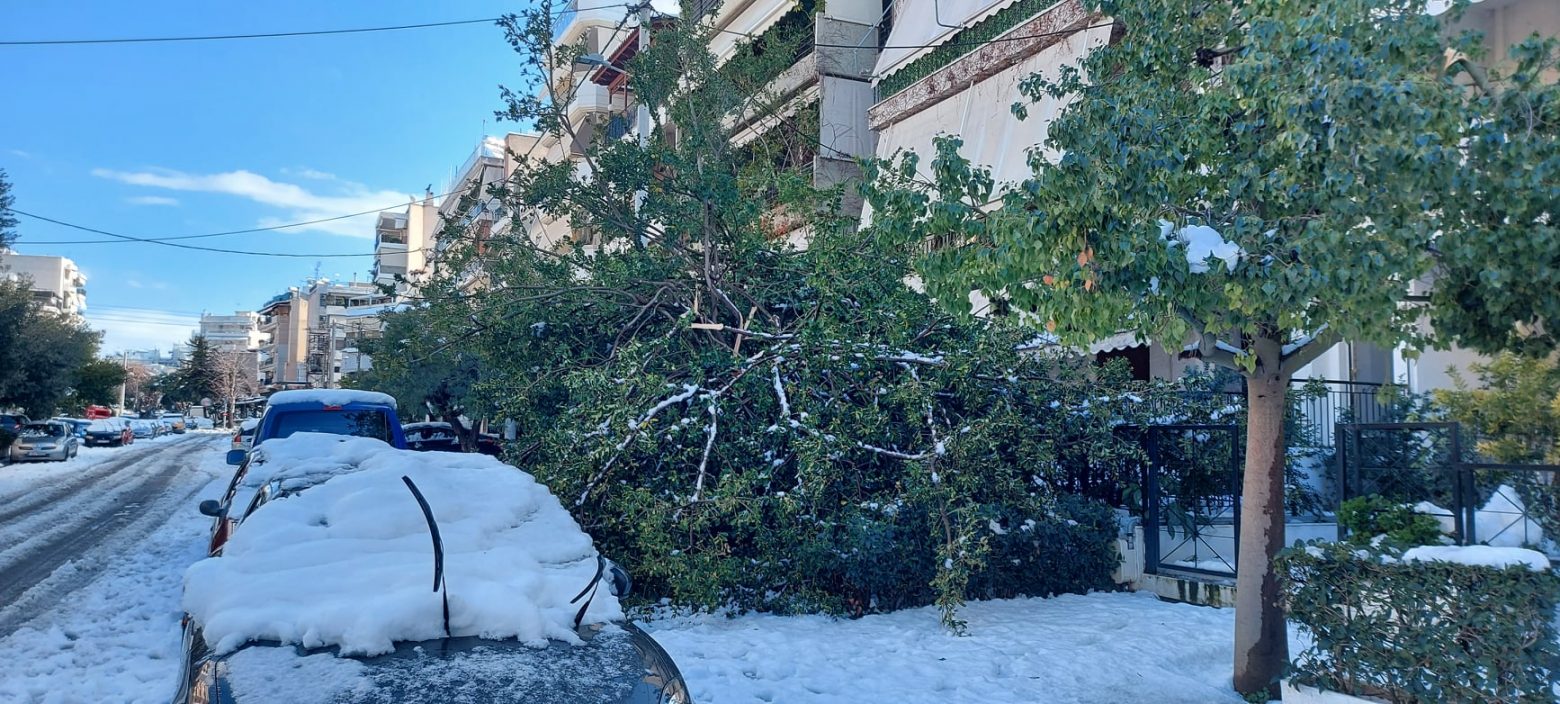 Αποζημιώνει ο Δήμος της Νέας Σμύρνης ιδιοκτήτες οχημάτων για ζημιές από πτώση δέντρων