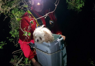 Κέρκυρα: Διέσωσαν σκύλο από γκρεμό 30 μέτρων