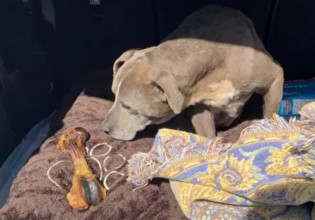 Συγκίνηση: Σκυλίτσα που είχε εξαφανιστεί επέστρεψε σπίτι της μετά από 12 χρόνια