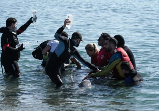 Φάλαινα: Τίποτα δεν έγινε σωστά, λέει το Ινστιτούτο Θαλάσσιας Προστασίας «Αρχιπέλαγος»