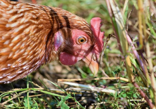 Γρίπη των πτηνών: Ποια είναι τα μέτρα βιοασφάλειας και πώς εφαρμόζονται