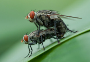 Πεινασμένες για έρωτα: Γιατί οι καλοταϊσμένες μύγες έχουν όρεξη για σεξ