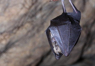 Πού και γιατί δημιουργούνται 5.000 καταφύγια… νυχτερίδων