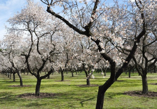 Αμυγδαλιά: Πώς να αντιμετωπίσετε τη Μονίλια