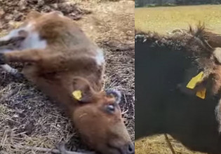 Κως: Κτηνοτρόφοι άφηναν αγελάδες να πεθαίνουν από την πείνα – Προσοχή σκληρές εικόνες