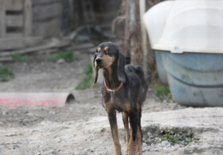 Κυνοκομείο-κολαστήριο στην Σπάρτη: Από τύχη ζουν τα κακοποιημένα σκυλάκια