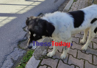 Θεσσαλονίκη: Συγκινεί ο σκύλος της οικογένειας που κάηκε – Σώθηκε επειδή ήταν στην αυλή