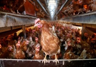 Γρίπη των πτηνών: Κατακραυγή στη Γαλλία για τη μαζική θανάτωση κοτόπουλων με ασφυξία