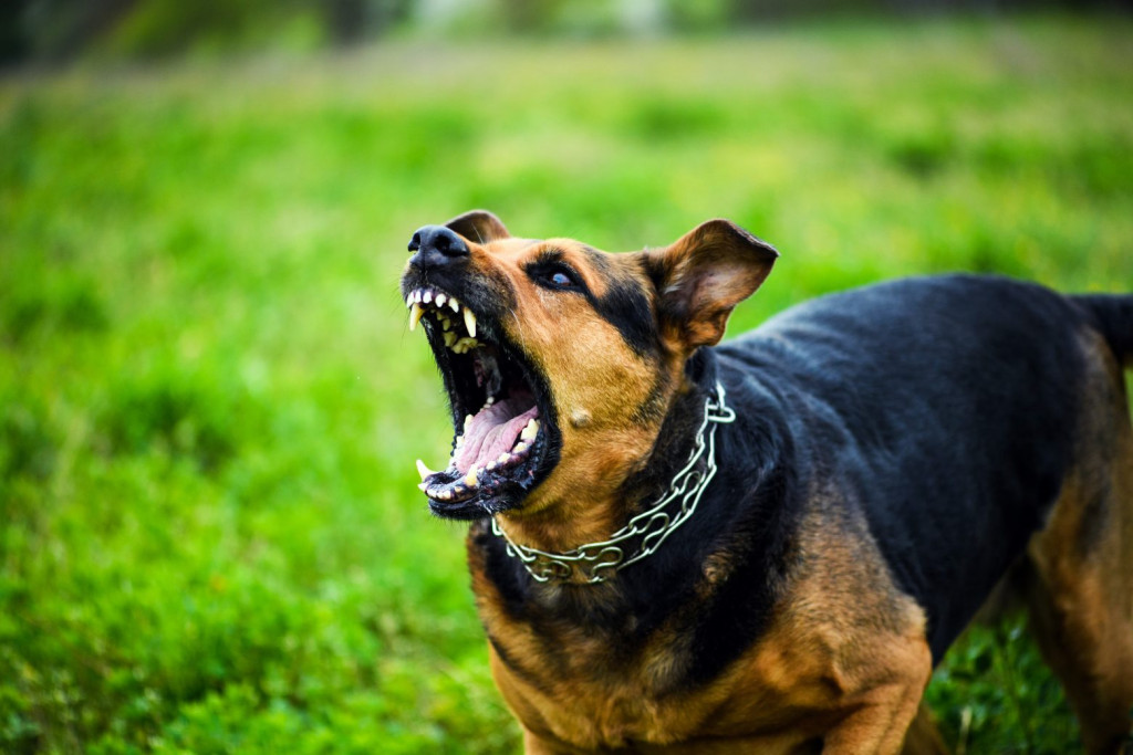 Βόλος: «Θα με έτρωγαν ζωντανή τα σκυλιά» - Η σοκαριστική περιγραφή 71χρονης για τον εφιάλτη που έζησε