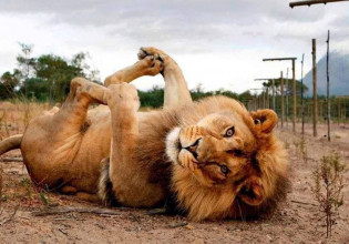 H «ορμόνη της αγάπης» μετατρέπει τα λιοντάρια σε γατάκια