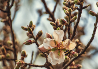 Αμυγδαλιά: Ξεκινούν οι ψεκασμοί για τον έλεγχο της μονίλιας