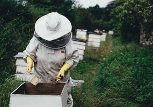 ΕΛΓΟ – Δήμητρα: Ξεκινούν προγράμματα κατάρτισης για μελισσοκόμους – Τι περιλαμβάνουν