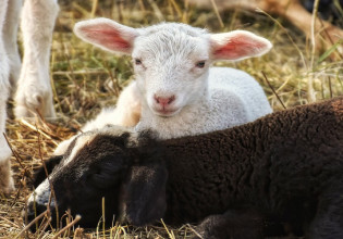 Αιγοπρόβατα: Κρούσμα ευλογιάς κοντά στη Χίο