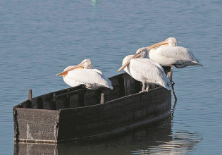 Συναγερμός για την επέλαση της γρίπης των πτηνών